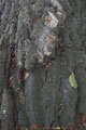 Click to see it big Ich mit Kettensäge, Impression aus dem Wald